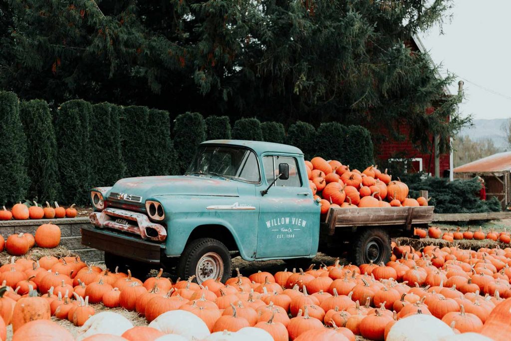 An old pickup truck full of pumpkins surrounded by a pumpkin patch.