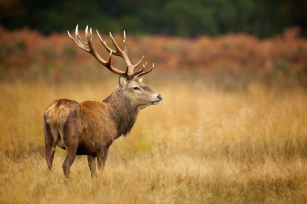 Majestic red deer stag in the countryside of Scotland.