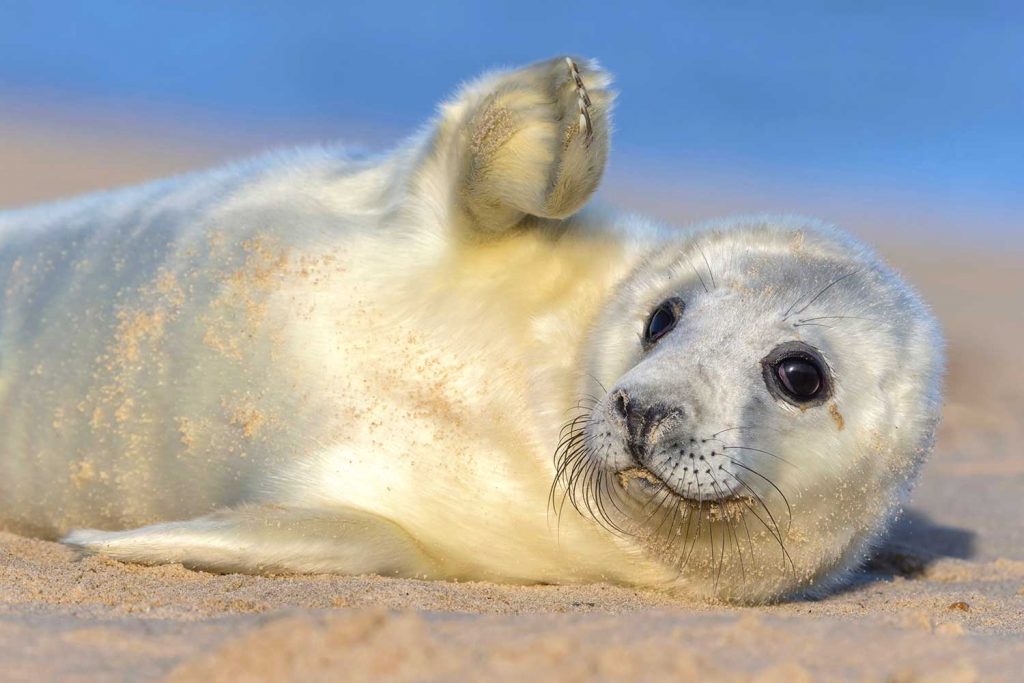 Adorable gray seal pup on the coast of Scotland.