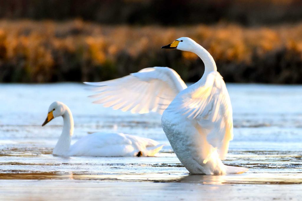 A pair of Whooper swans on a loch in Scotland.
