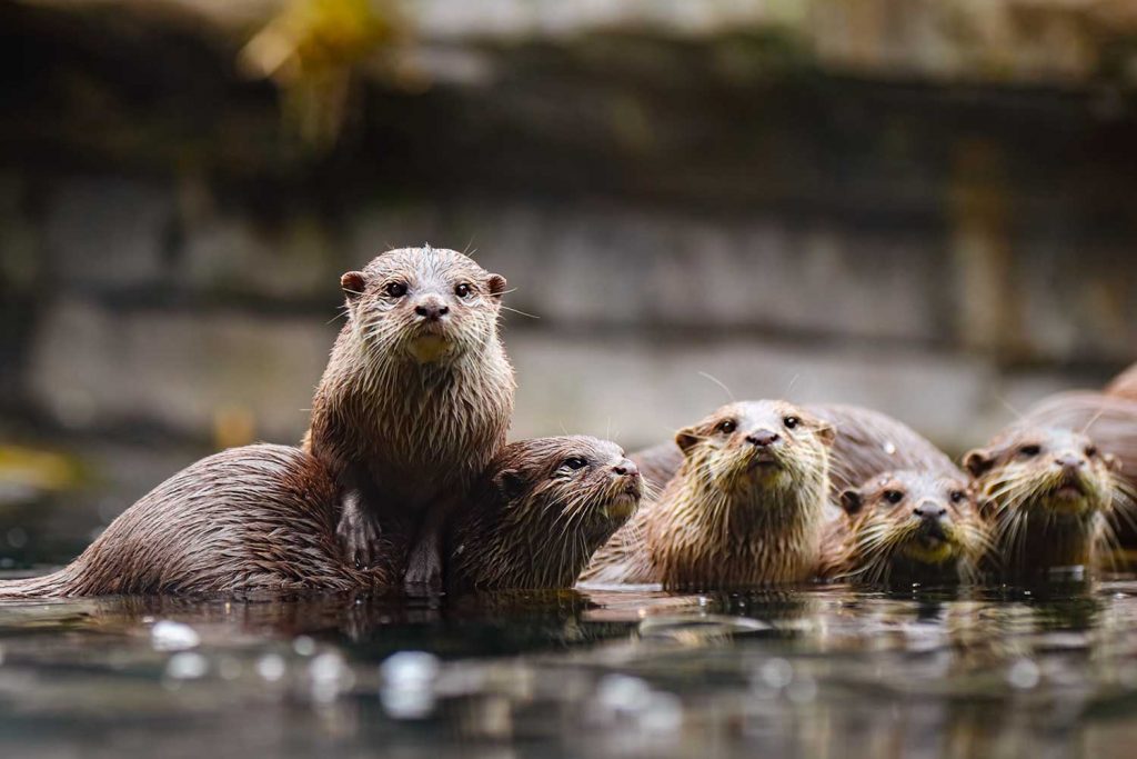A family of otters playing in the water of a Scottish loch.