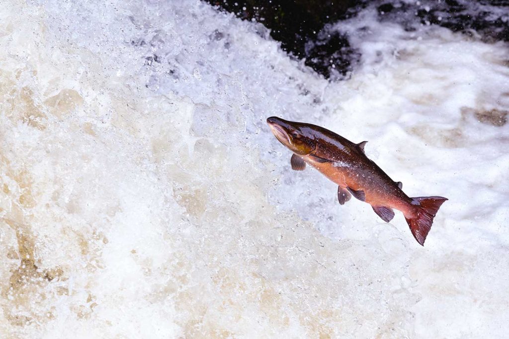 An Atlantic salmon leaping upstream at the dam in Pitlochry, Scotland.