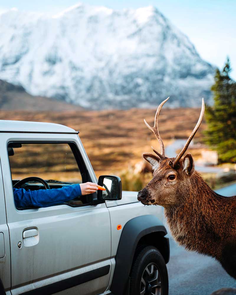 A person in a vehicle feeding a carrot to a red deer stag in the valley of Glencoe, Scotland.